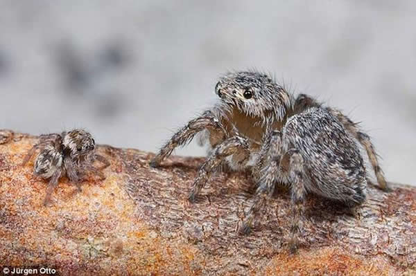 “闪光蛋糕”和“骷髅”的学名其实是Maratus jactatus和Maratus sceletus，但由于它们有着如此五颜六色的外貌，便有了这两个生动的绰号。