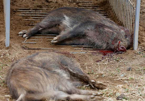 福岛核撤离区,野猪入侵人类区域