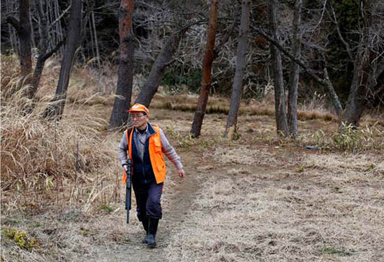 福岛核撤离区,野猪入侵人类区域