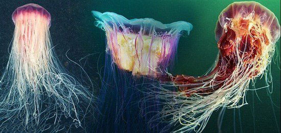 北极霞水母 世界上最大的水母