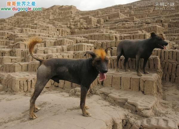 秘鲁印加兰花犬