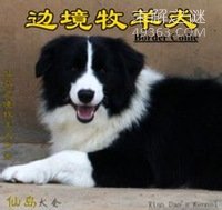 边境牧羊犬