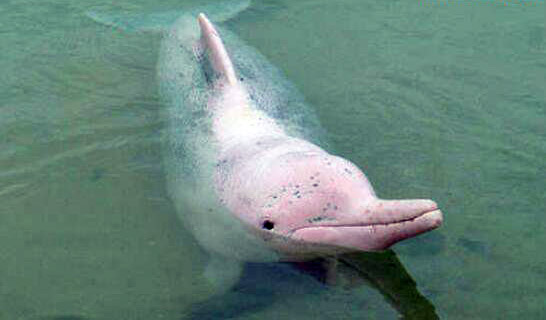 粉红瓶鼻海豚，全身都是粉红色的海豚(极为罕见)