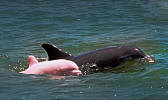 粉红瓶鼻海豚，全身都是粉红色的海豚(极为罕见)