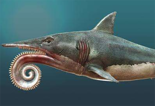 旋齿鲨的天敌是什么?被巨齿鲨秒杀