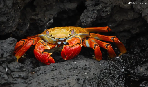 世界上第一个吃螃蟹的人是谁
