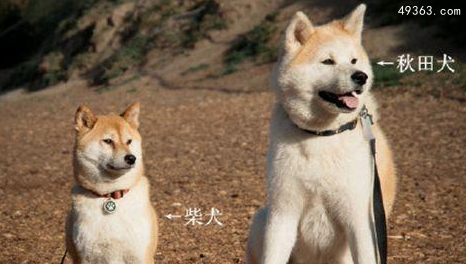 柴犬和秋田犬的区别是什么